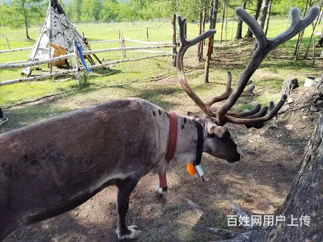 呼伦贝尔新巴尔虎左旗草原旅游包车师傅排名常师傅靠谱 - 图片 3