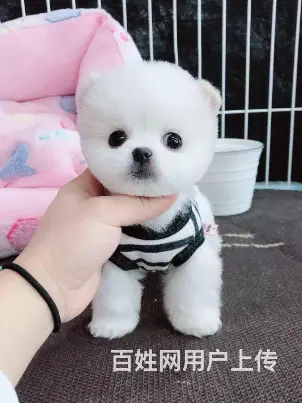 精品博美 来场可看到狗父母 健康签协议 直销 - 图片 5
