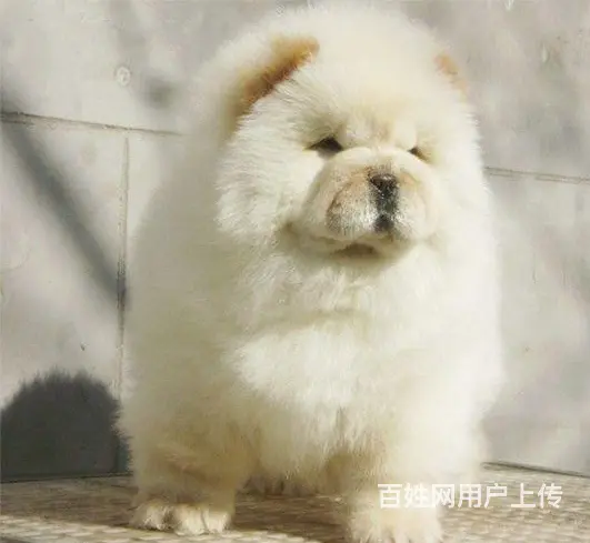 中卫狗场卖松狮，狗场松狮多少钱一只 - 图片 3