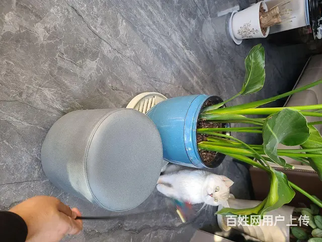 纯正银渐层纯云系对外借配 - 图片 1