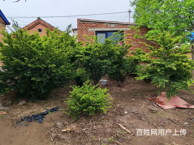 低价出售沈阳塔柏，红豆杉，五角枫乔木 - 图片 6