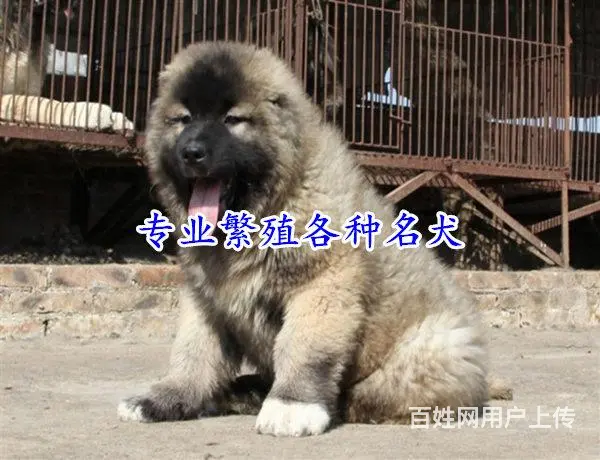 安徽六安舒城卡斯罗哪里卖联系电话 - 图片 9