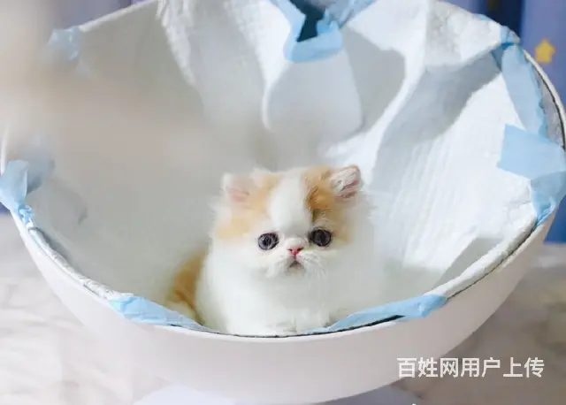 本地哪里有卖加菲猫的 加菲怎么护理 加菲好养吗 - 图片 2