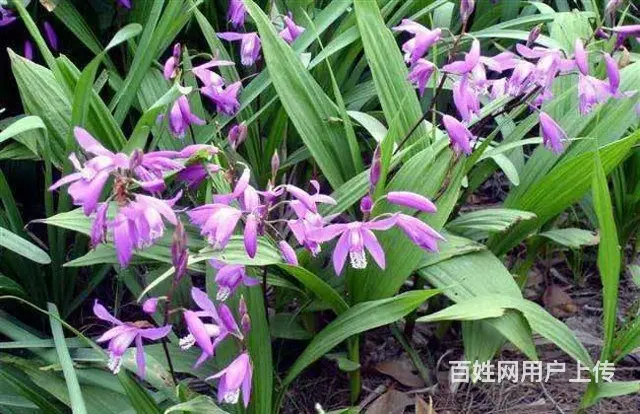 湖北百草堂白芨种植引领行业潮流，绿色健康新风尚 - 图片 2