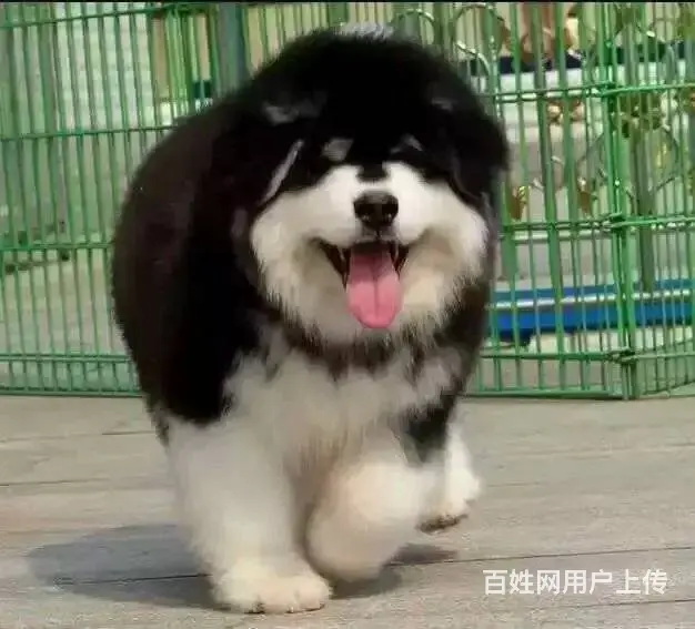 宿州犬舍直销【阿拉斯加】10年养殖经验，签健康协议 - 图片 1