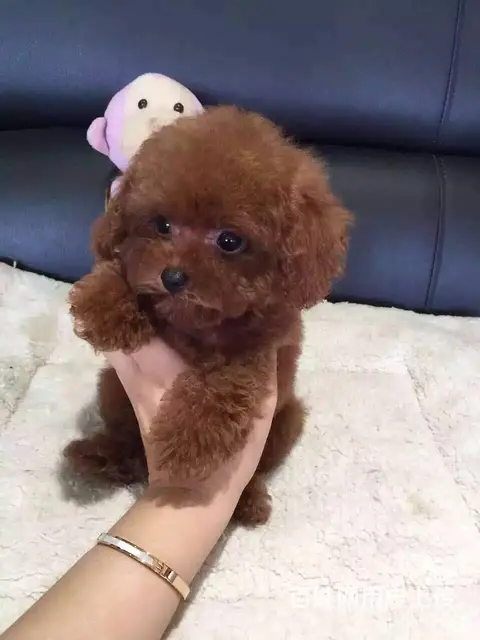 抚州【泰迪犬舍】地址纯种泰迪到底多少钱一只 - 图片 3