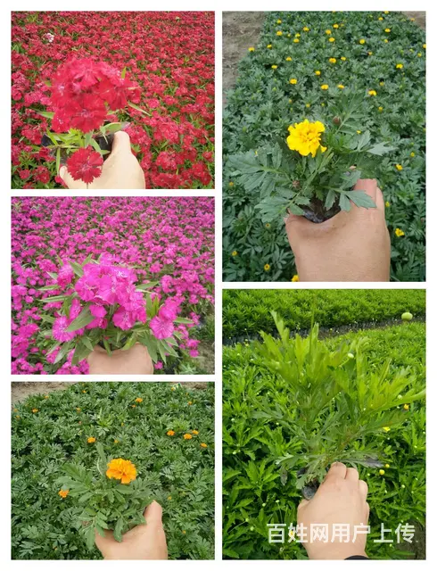 木春菊，孔雀草，石竹，一串红，鸡冠花等各种时令草花 - 图片 9