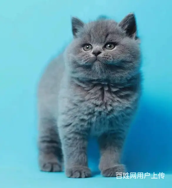 包子脸 带血统 无病无癣 - 图片 2