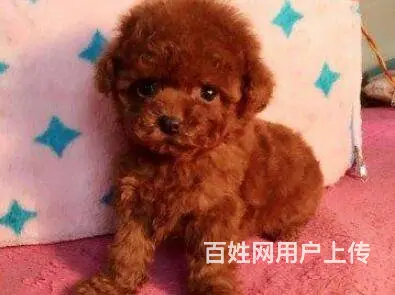 昆明泰迪多少钱一只 泰迪价格 茶杯犬泰迪 - 图片 7