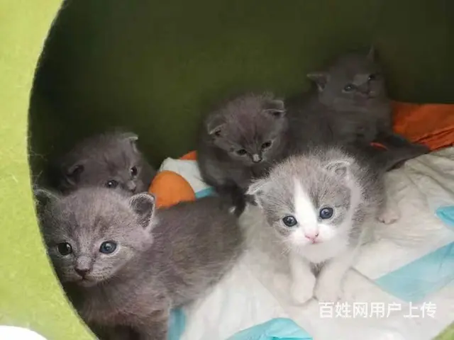 自家养蓝猫蓝白 - 图片 3