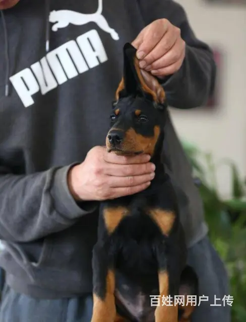 德系杜宾犬 出售高品质杜宾幼犬 - 图片 9