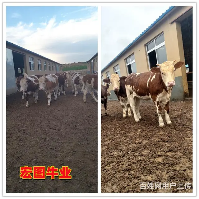 三百斤至四百斤 西门塔尔小公牛 要多少钱 - 图片 2