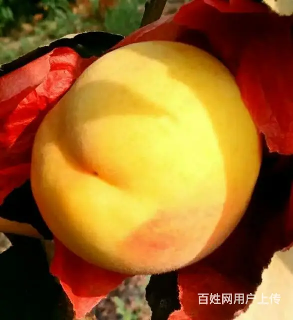 供应各种优质果树苗 - 图片 1