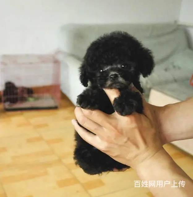 标准泰迪 泰迪幼犬 终身售后 泰迪狗狗贵宾犬泰 - 图片 6