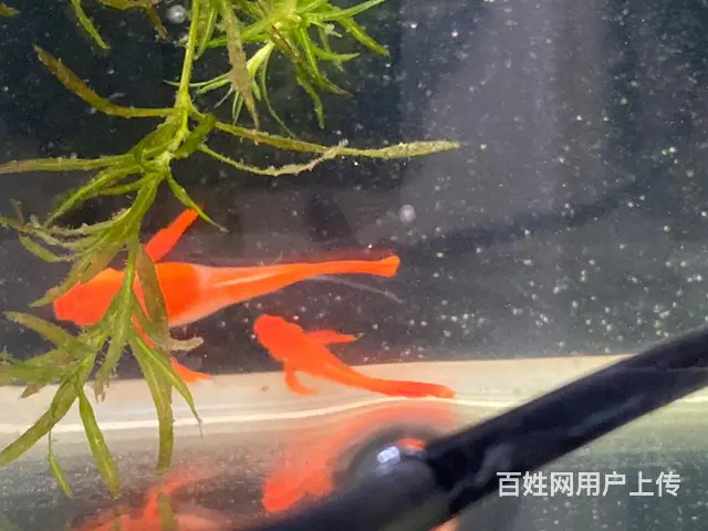 鸿运当头，分水缎带火麒麟 - 图片 2