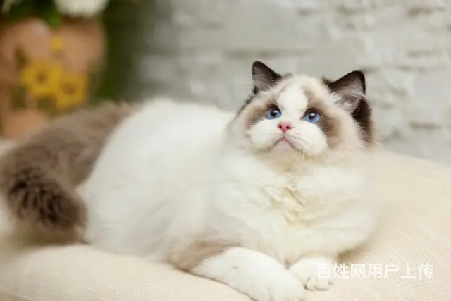 哪里有卖布偶猫的 网红仙女喵 蓝双海双均有 - 图片 2
