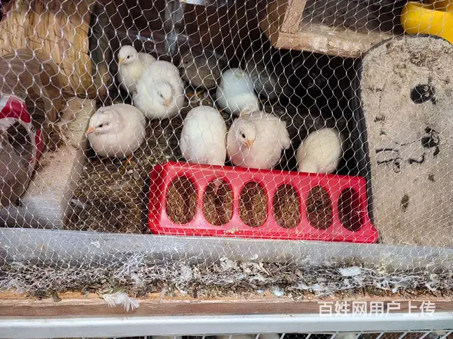 芦丁鸡 - 图片 1