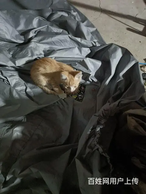 【搞定了！】两只小狸花猫免费赠送 - 图片 2