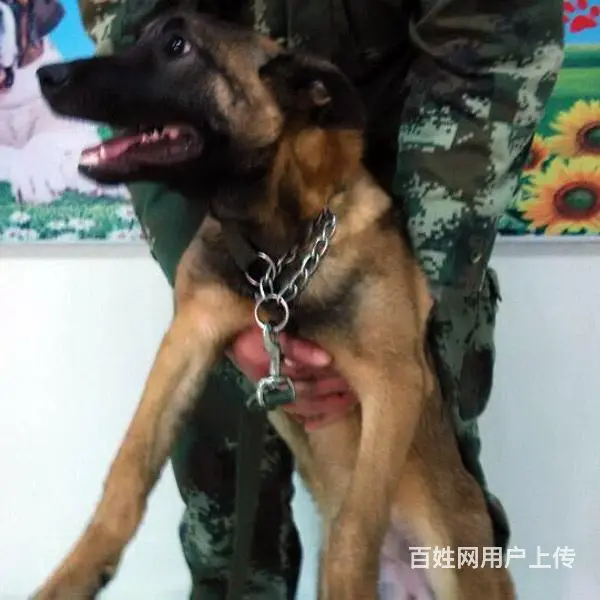 吕梁卖马犬的养殖场，养殖场马犬一般卖多少钱 - 图片 2