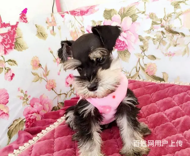 广州买狗的地方 广州纯种健康迷你雪纳瑞犬一只多少钱 - 图片 1