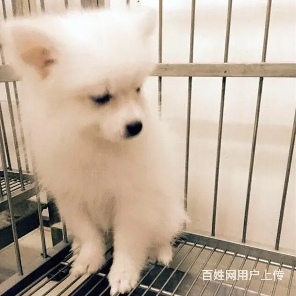 吕梁【十年老店】常年繁殖优质血统银狐幼犬 - 图片 10