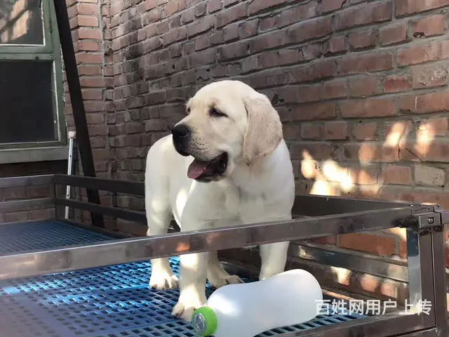 纯种拉布拉多幼犬冠军级后代保健康签协议带证书 - 图片 5