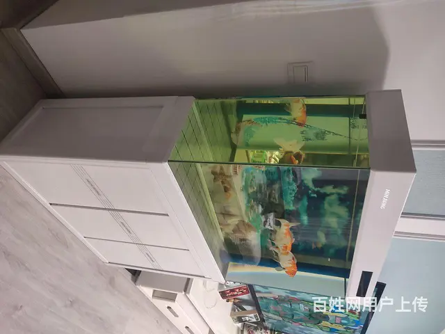 水族箱 - 图片 3