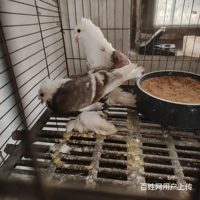 碾庄附近自提 - 图片 2