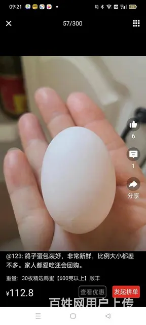 出售乳鸽，大肉鸽子， - 图片 8