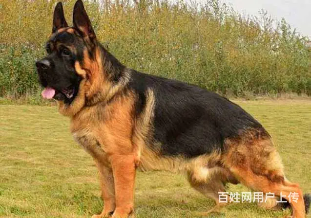 锤系德牧血统 德国牧羊犬 德牧幼犬 签合同保健康 - 图片 6