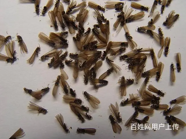 乐至白蚁防治公司，安岳白蚁防治公司，资阳杀白蚁公司 - 图片 2