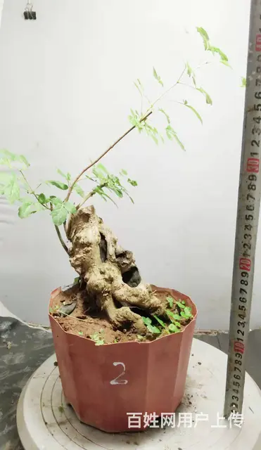 杨世毅先生武汉盆景假山专业设计制作德聚缘花木商务师 - 图片 7