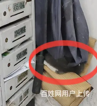 苏州专业找猫团队，苏州找猫，苏州找猫多少钱 - 图片 2
