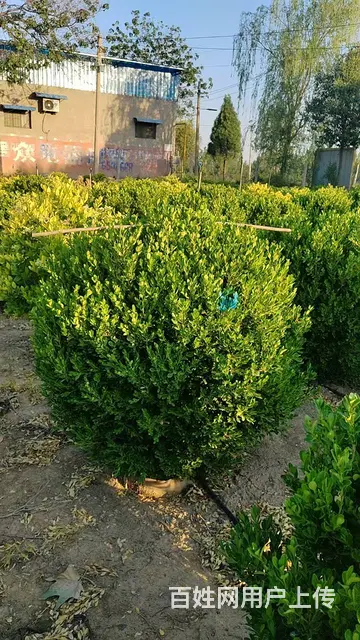洛阳绿化——瓜子黄杨球，美植袋容器苗 - 图片 2