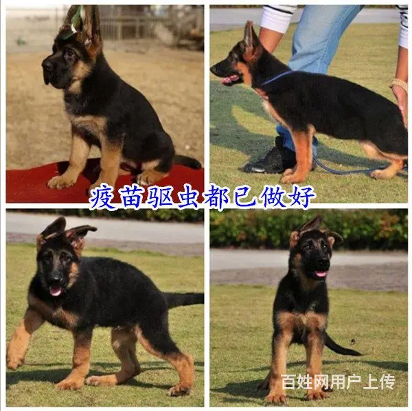 安徽六安舒城卡斯罗哪里出售联系电话 - 图片 8