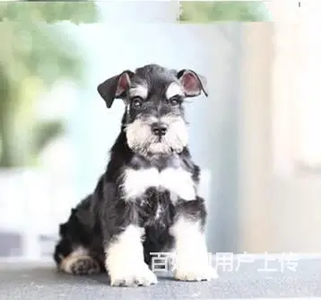 广州买狗 广州宠物狗 广州纯种迷你雪纳瑞幼犬哪有卖 - 图片 8