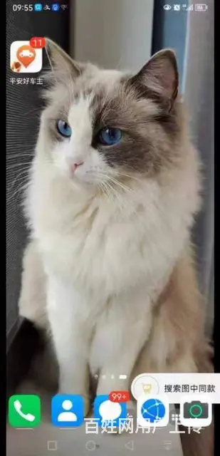 武汉专业找猫寻狗团队 - 图片 2