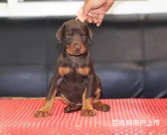 辽阳哪里可以买到精品杜宾犬 杜宾连锁店 - 图片 1