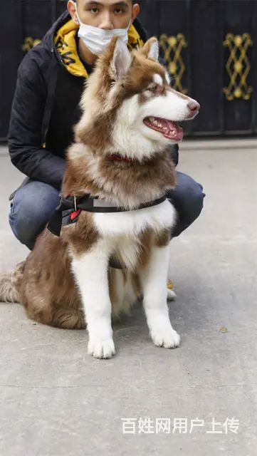 【搞定了！】免费领养阿拉斯加雪橇犬6个月犬五联驱虫洗澡可送上 - 图片 4