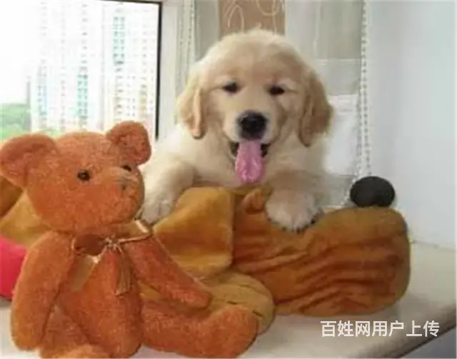 纯种健康金毛幼犬、品种齐全纯正血统 品质有保证 - 图片 3