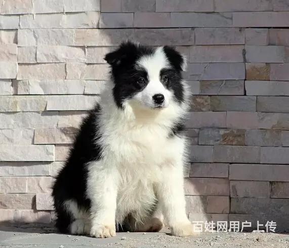 纯种高品质边牧幼犬出售 疫苗驱虫 保证健康可签协议 - 图片 2