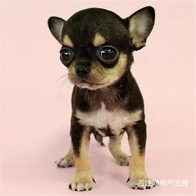 扬州上哪可以看到吉娃娃犬舍，吉娃娃犬舍地址位置 - 图片 10