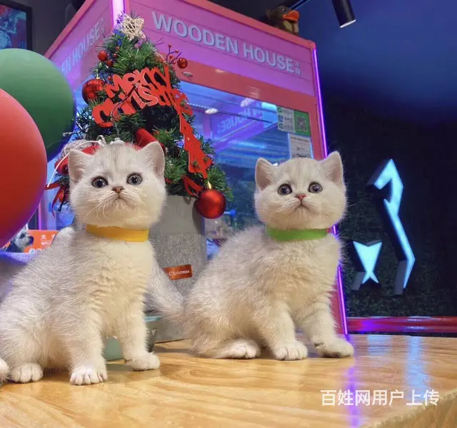 湖州本地哪里有靠谱的猫舍？美国短毛猫哪里卖？ - 图片 5