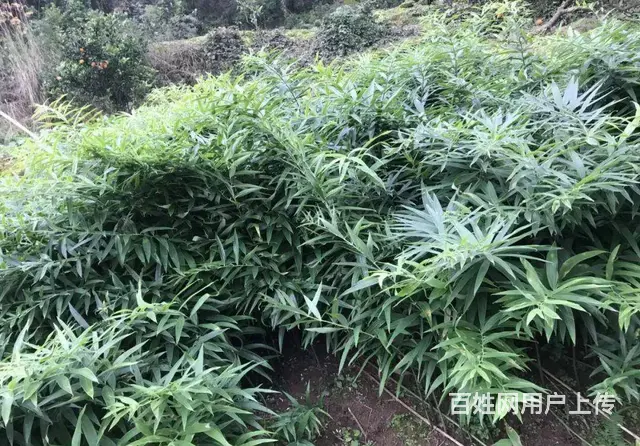 湖北百草堂黄精种植价值广泛，持续稳定给予种植户服务 - 图片 2