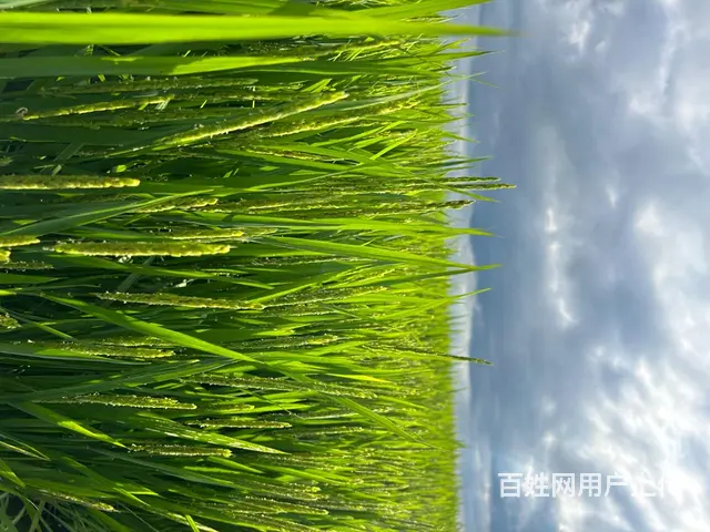 黑龙江稻花香大米 - 图片 4