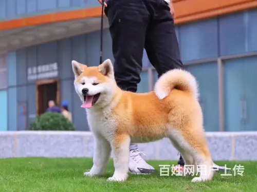 售日本纯种秋田犬 公母都有,毛足大骨架 - 图片 8