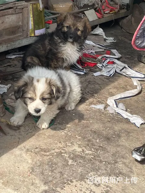 中华田园犬免费送 - 图片 3