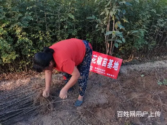 陕西韩城哪里批发大红袍狮子头花椒树苗基地 - 图片 5
