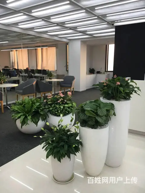 中山室内外办公室绿植花卉租摆 - 图片 2