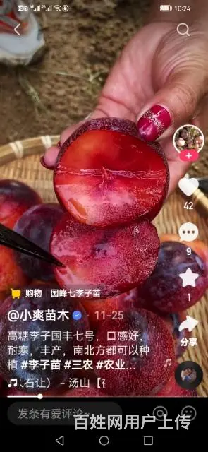 【搞定了！】出售国峰7号李子树苗 - 图片 3